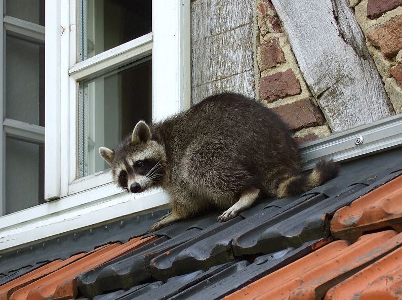 A raccoon on top of a roof