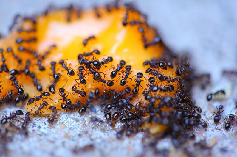 An ant infestation
