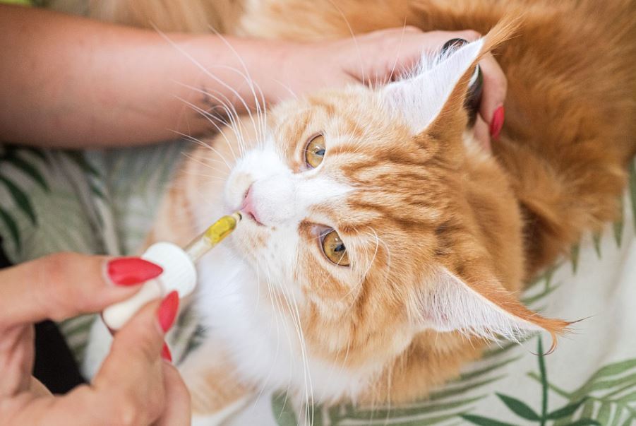 CBD Oil Beneficial For Your Cat