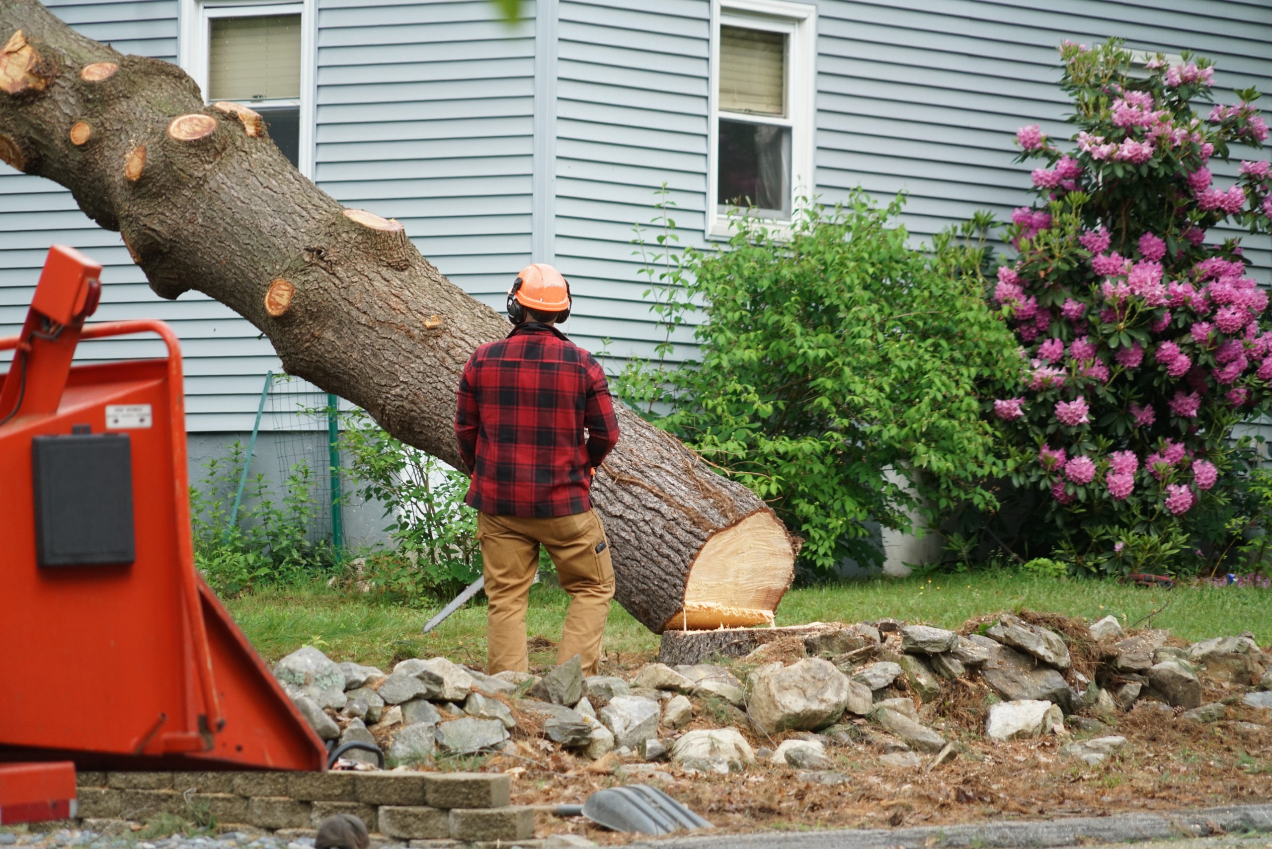 manual worker removing tree in residential area