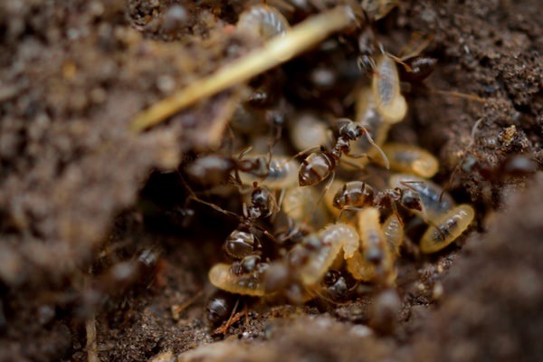 How to Identify a Termite Infestation