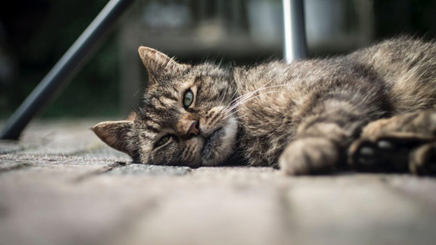 Different Types of Cat Allergies and How to Treat Them