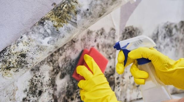 The Difference Between Mould & Mildew