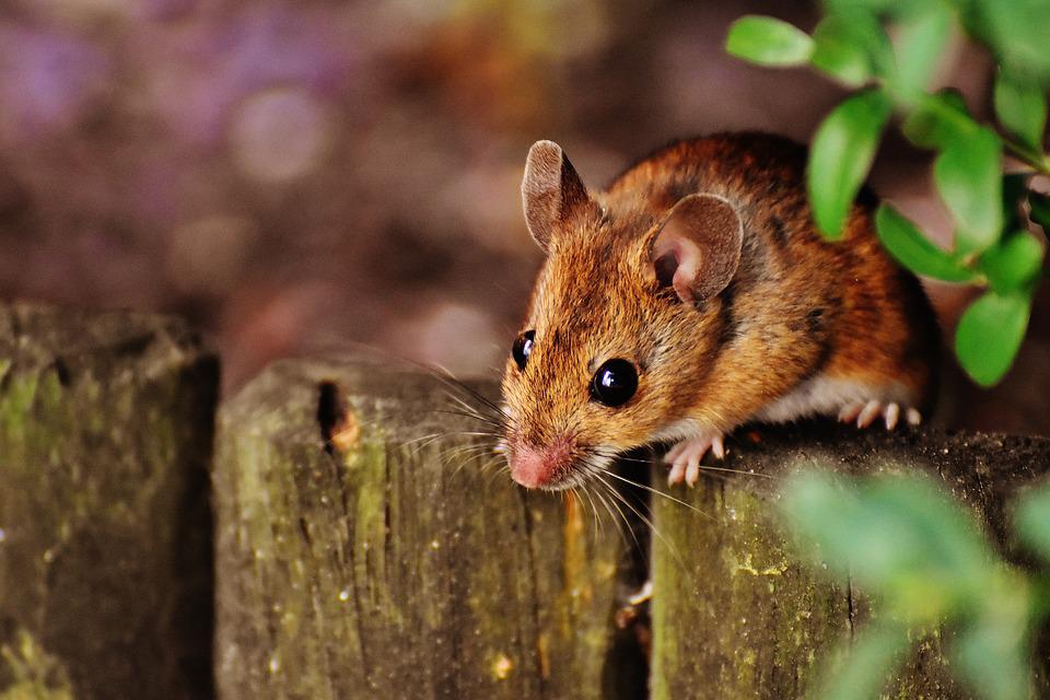 Top Tips to Get Rid of Rodents