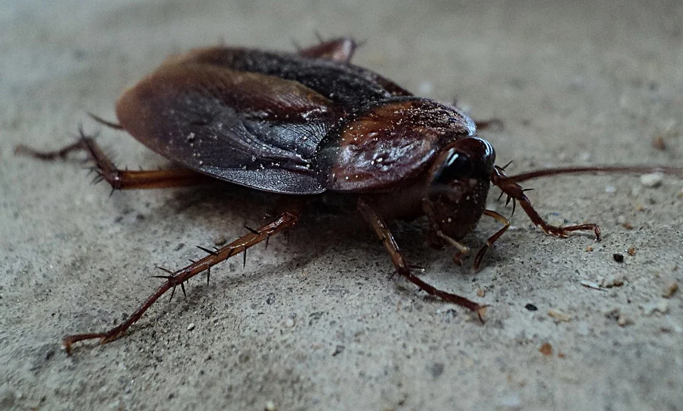 FAQs About The Dangers Of Cockroaches