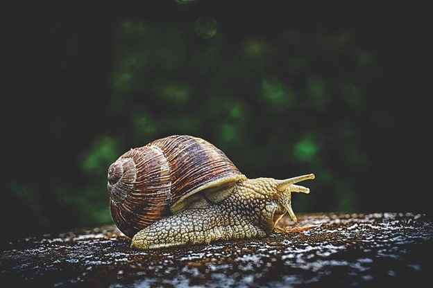 How Do Snails Eat, What Are They Good For And How Can You Keep Them Alive