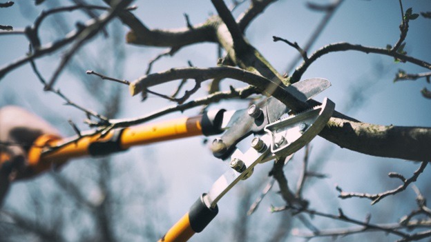 How to Prune Young Trees for Strength & Form - Pruning Tools