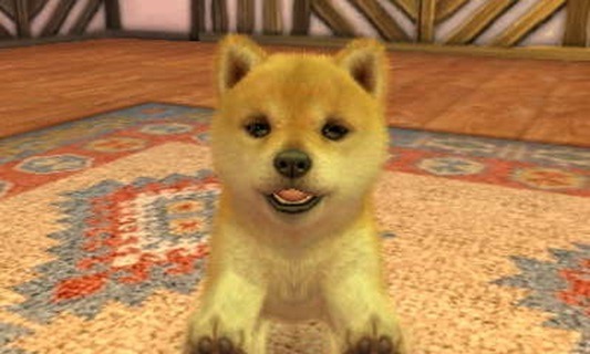 Relax at home in the evening with these games for dog lovers