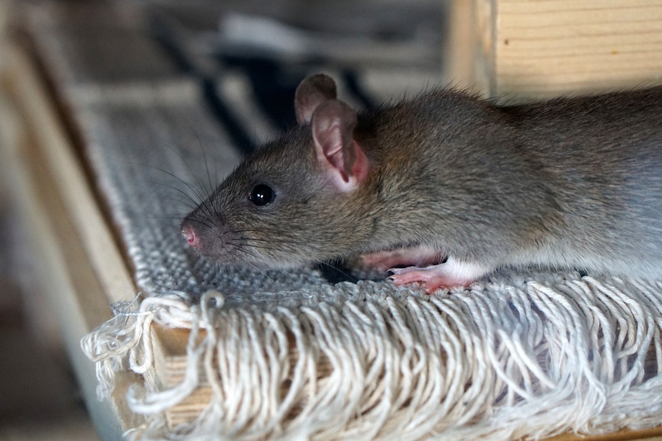 Six Dangers of Using Rat Poisons While Making Rat Free Your Home