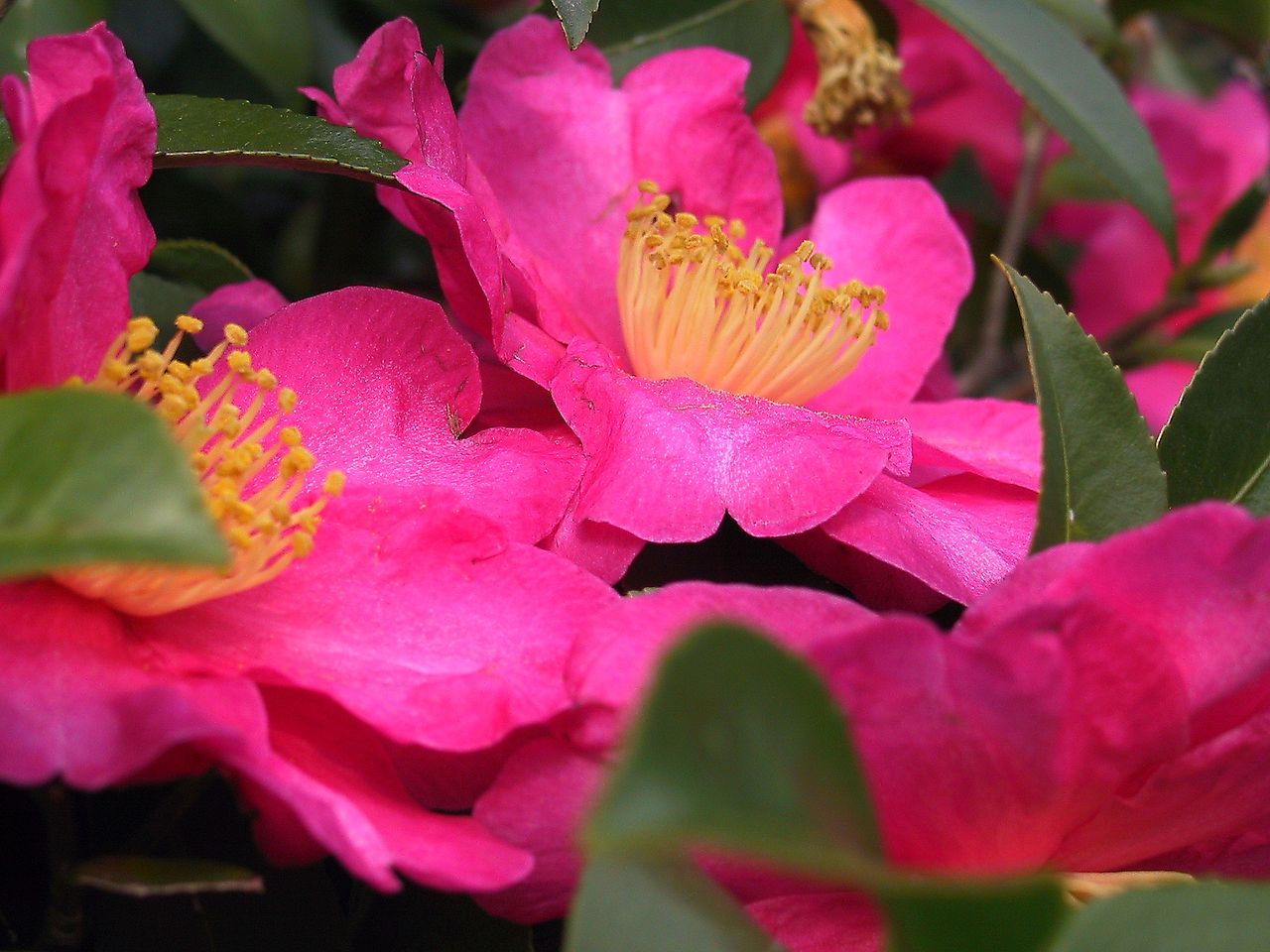 The Benefits Of Using Camellia Oil