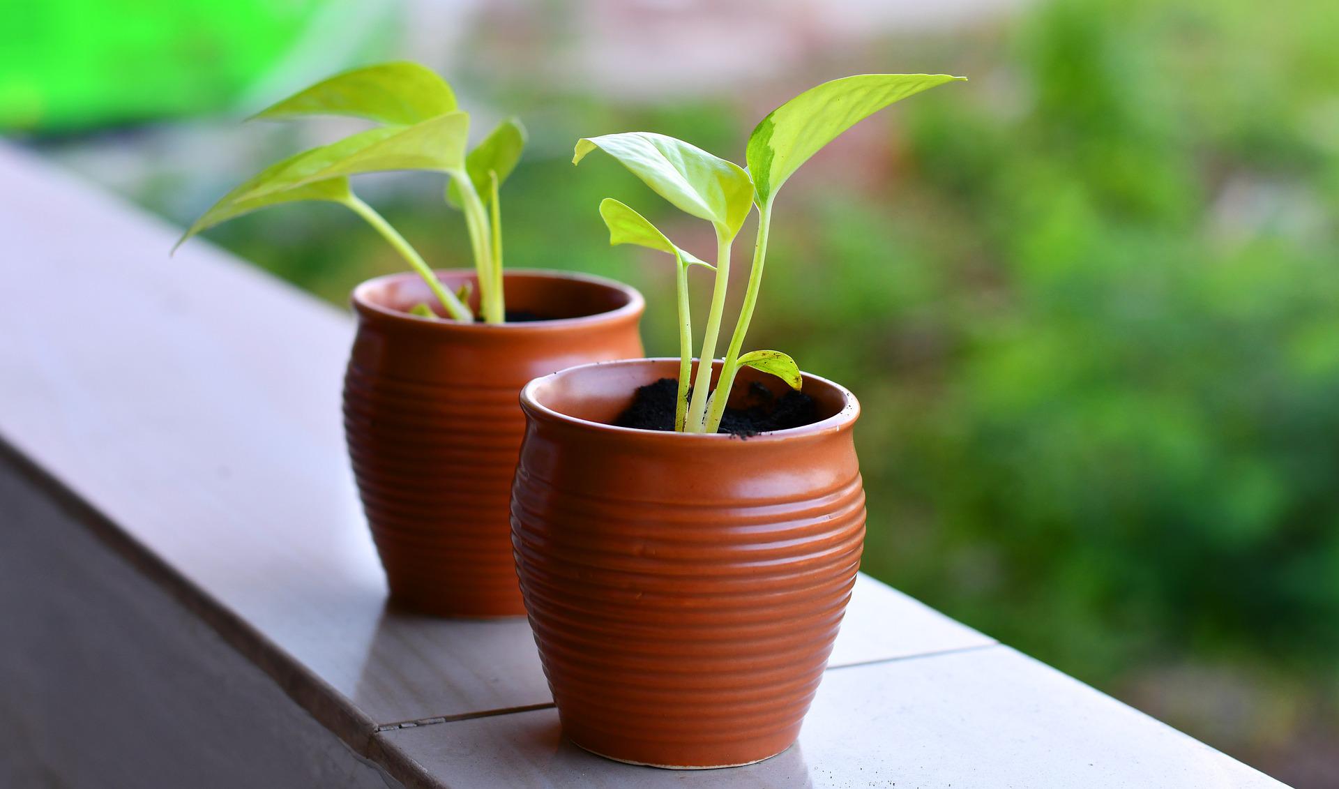 5 Indoor Gardening Tips For Thriving Houseplants-jpeg
