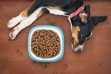 How To Incorporate CBD Treats In Your Dog's Diet