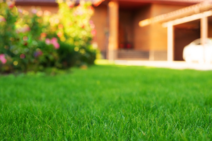 Get the Perfect Lawn With These 10 Pro Tips