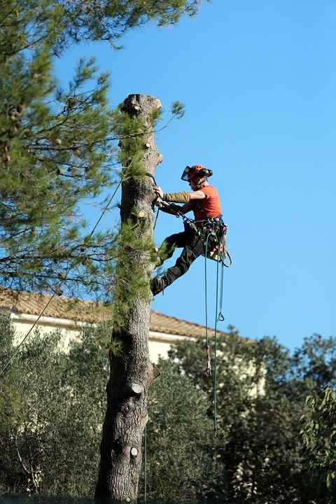 4 Reasons Why You Need Professional Tree Trimming Services In Dallas
