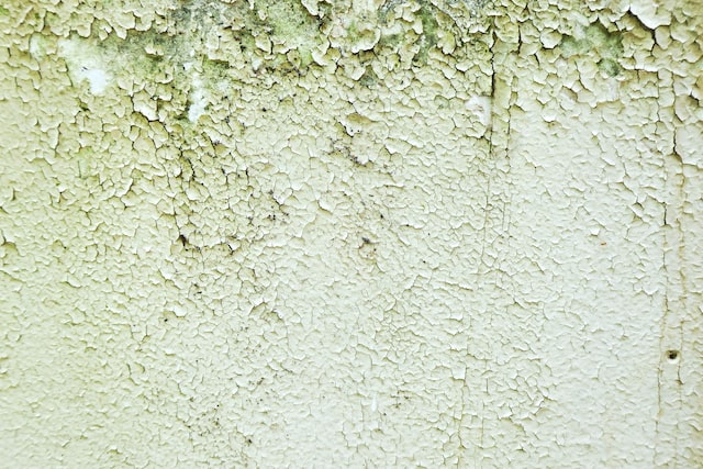 Mold and Mildew Growth