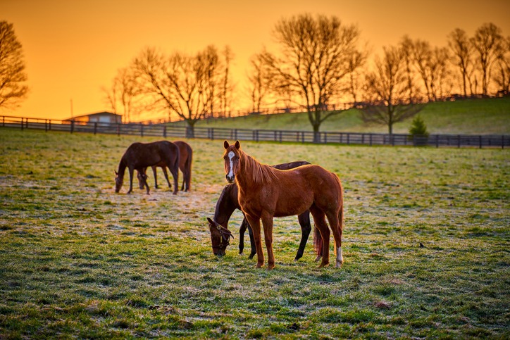 Thoroughbred horse looking at camera with warm sunrise.