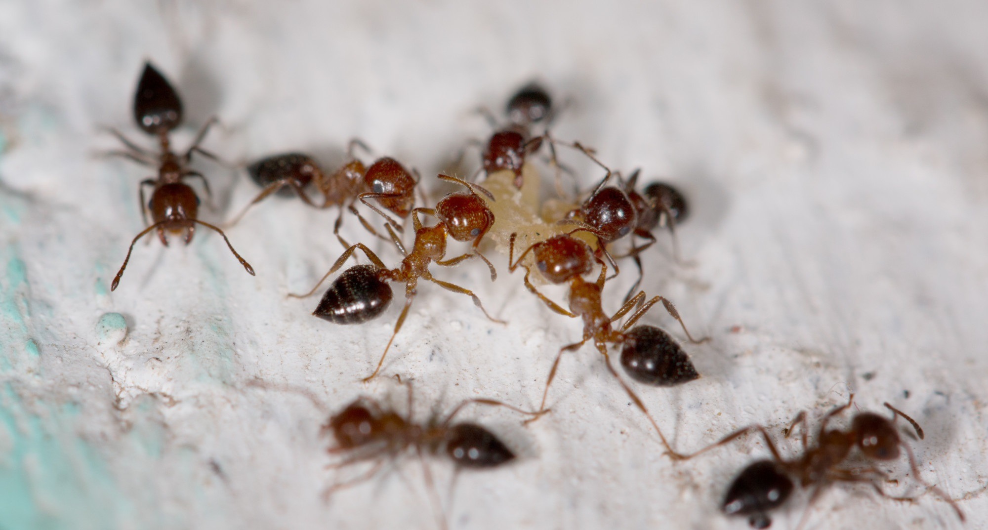 Six Signs of Ant Infestation in Your Home