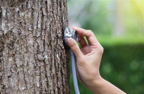 How To Perform A Spring Health Check for Trees