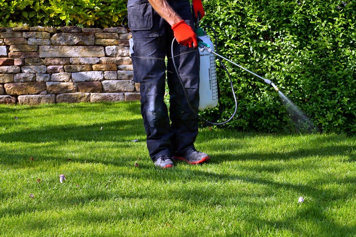 spraying pesticide with portable sprayer to eradicate garden weeds in the lawn. weedicide spray on the weeds in the garden. Pesticide use is hazardous to health.