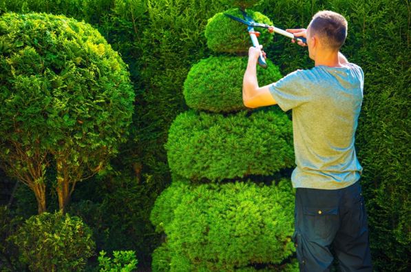 Pruning vs Trimming Trees-A Guide for Homeowners