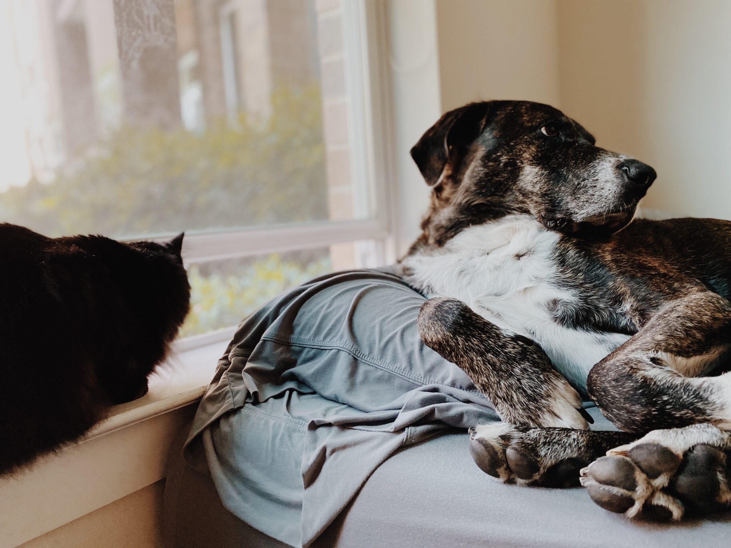 Cat and dog by the window