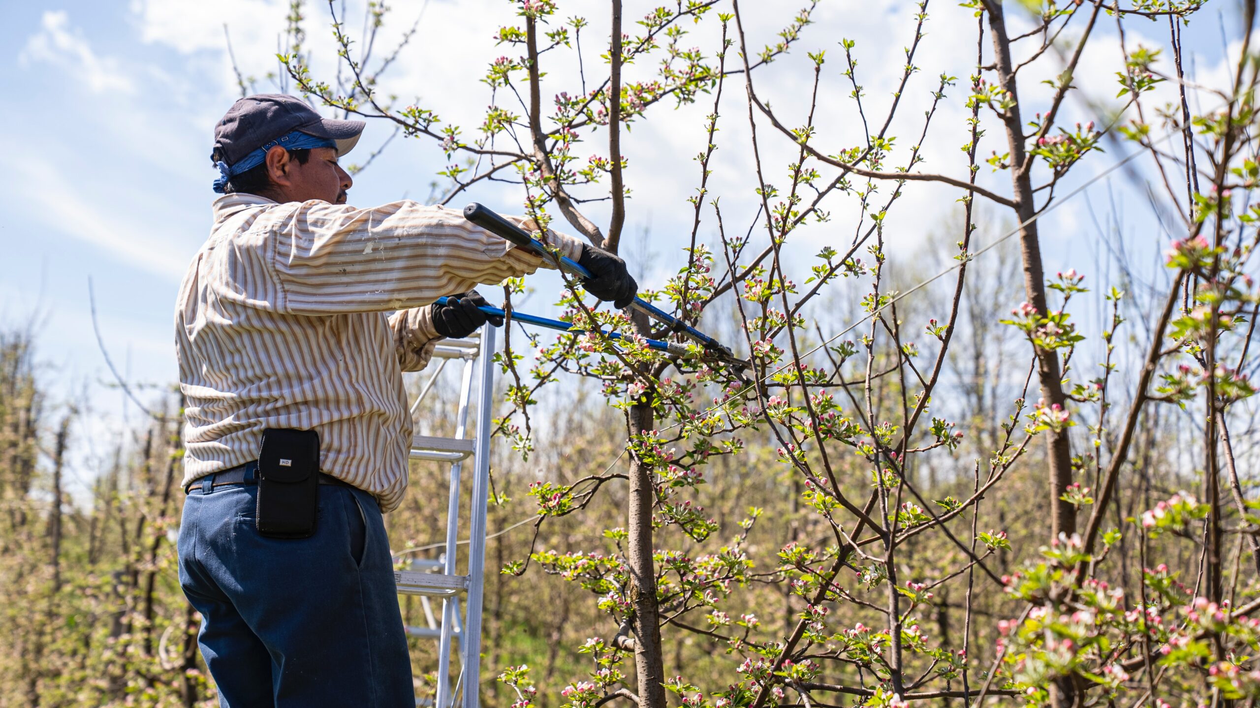 Tree Care Mistakes to Avoid Common Pitfalls and How to Overcome Them