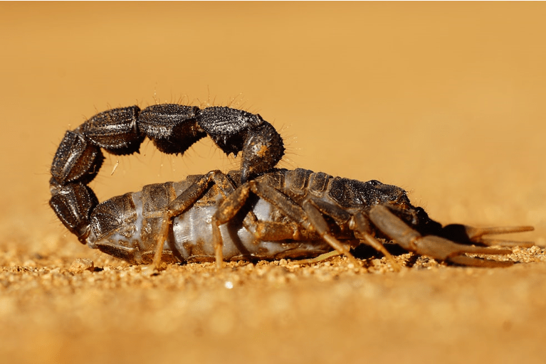 How to Safely Remove Scorpions