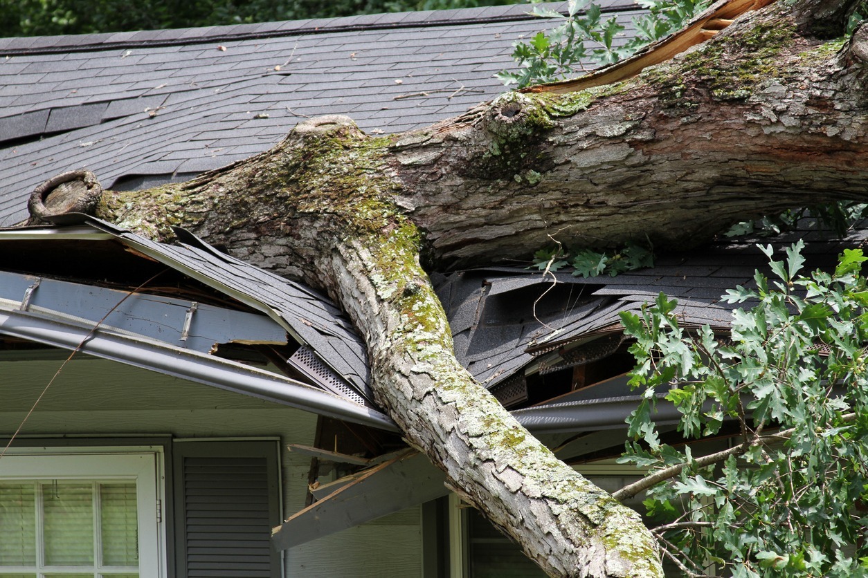 Storm-felled oak tree falls on house, ripping through its roof