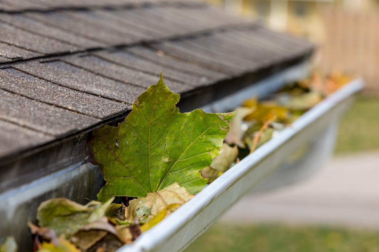 gutter clogged with colorful leaves falling from trees in fall