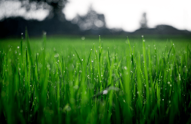 Artificial Grass and Synthetic Turf Lawn Lifespans