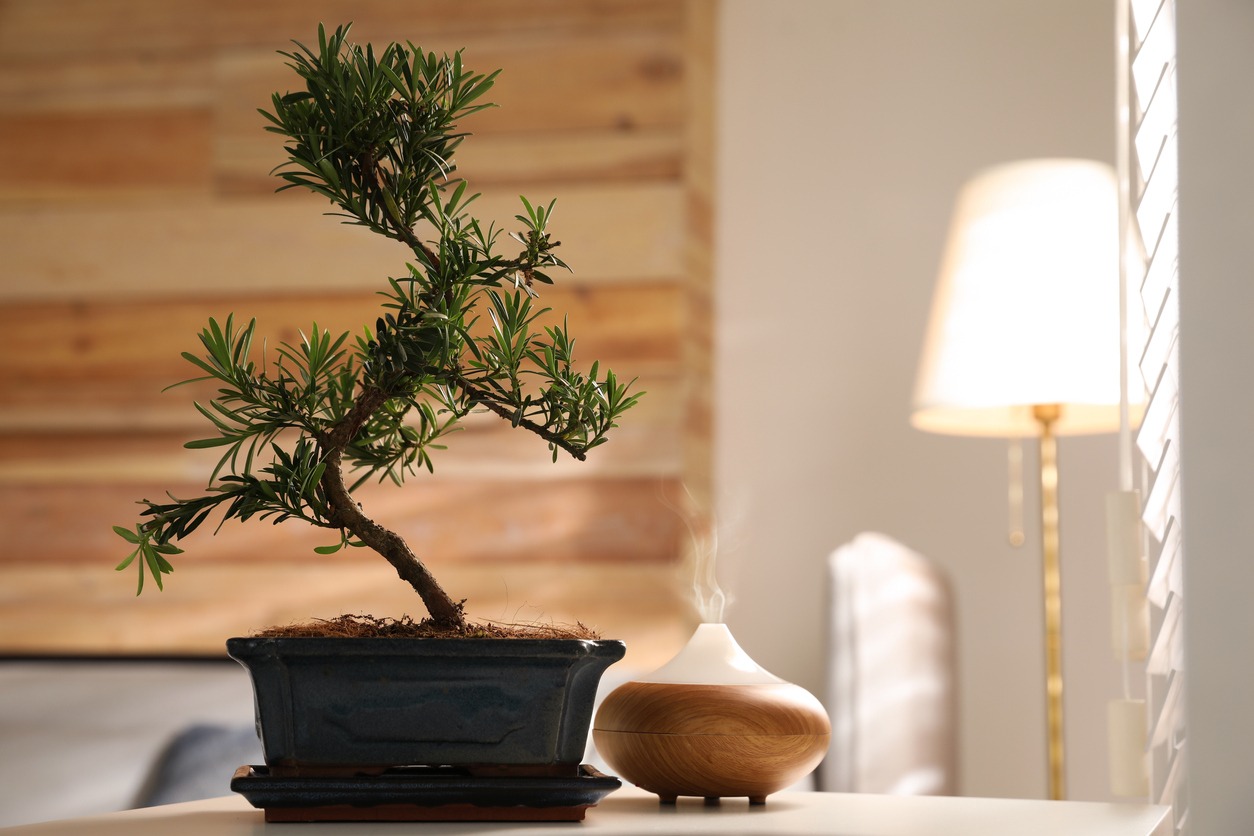 Japanese bonsai plant and oil diffuser on table in living room