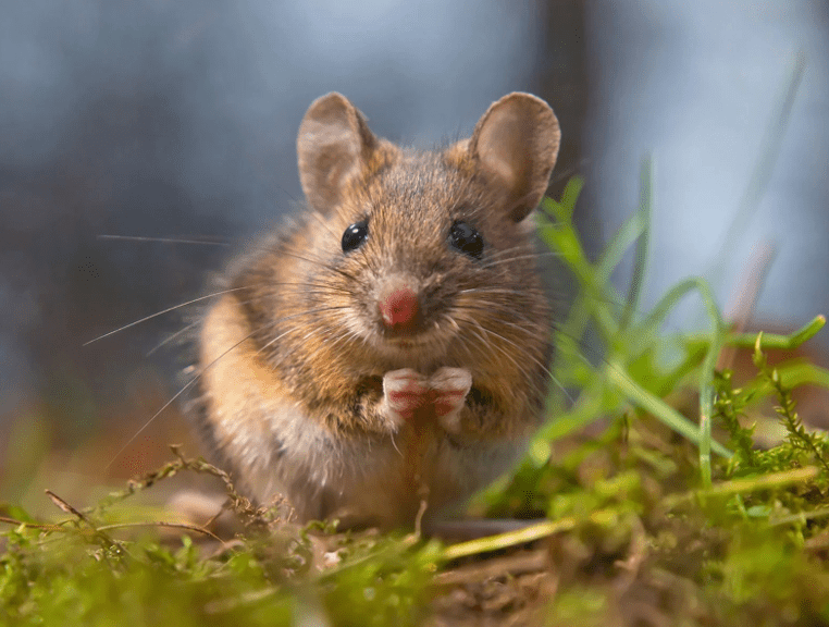 Mouse-Proofing Your Home