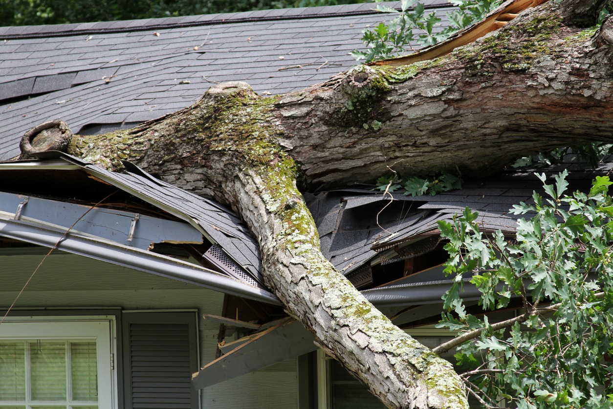 Storm-felled oak tree falls on a house, ripping through its roof