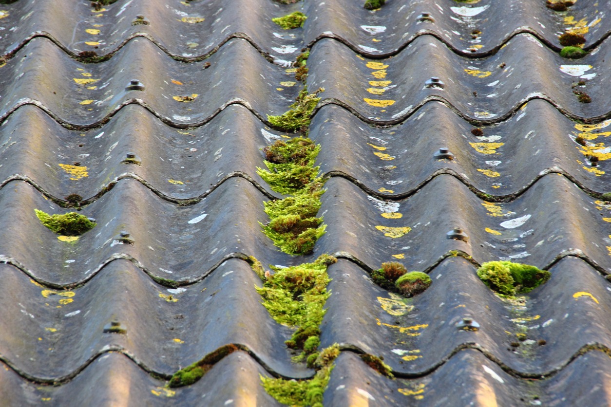 cement fiber roof with algae