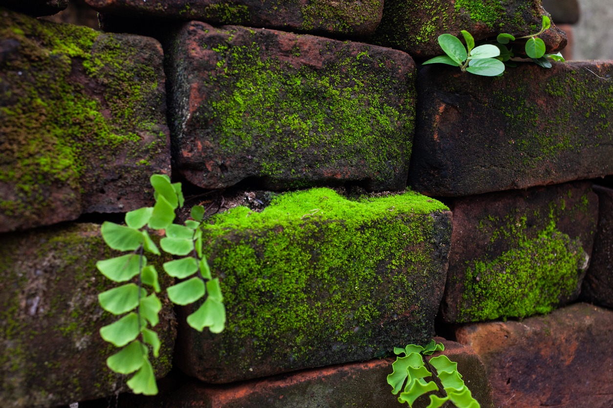 algae on brick wall