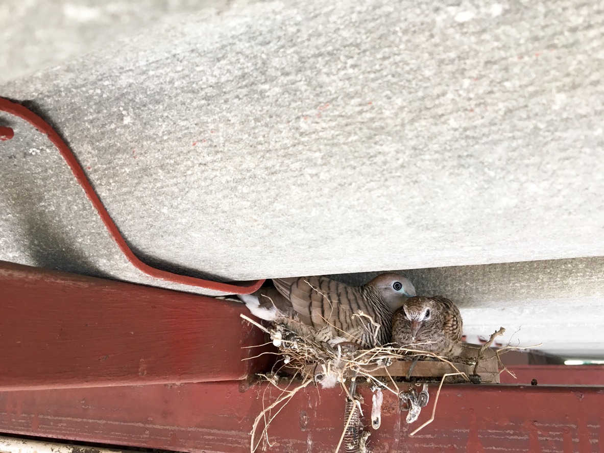 Birds nestling in attic