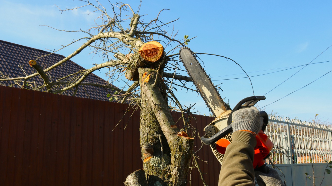 cutting down a tree piece by piece with a chainsaw