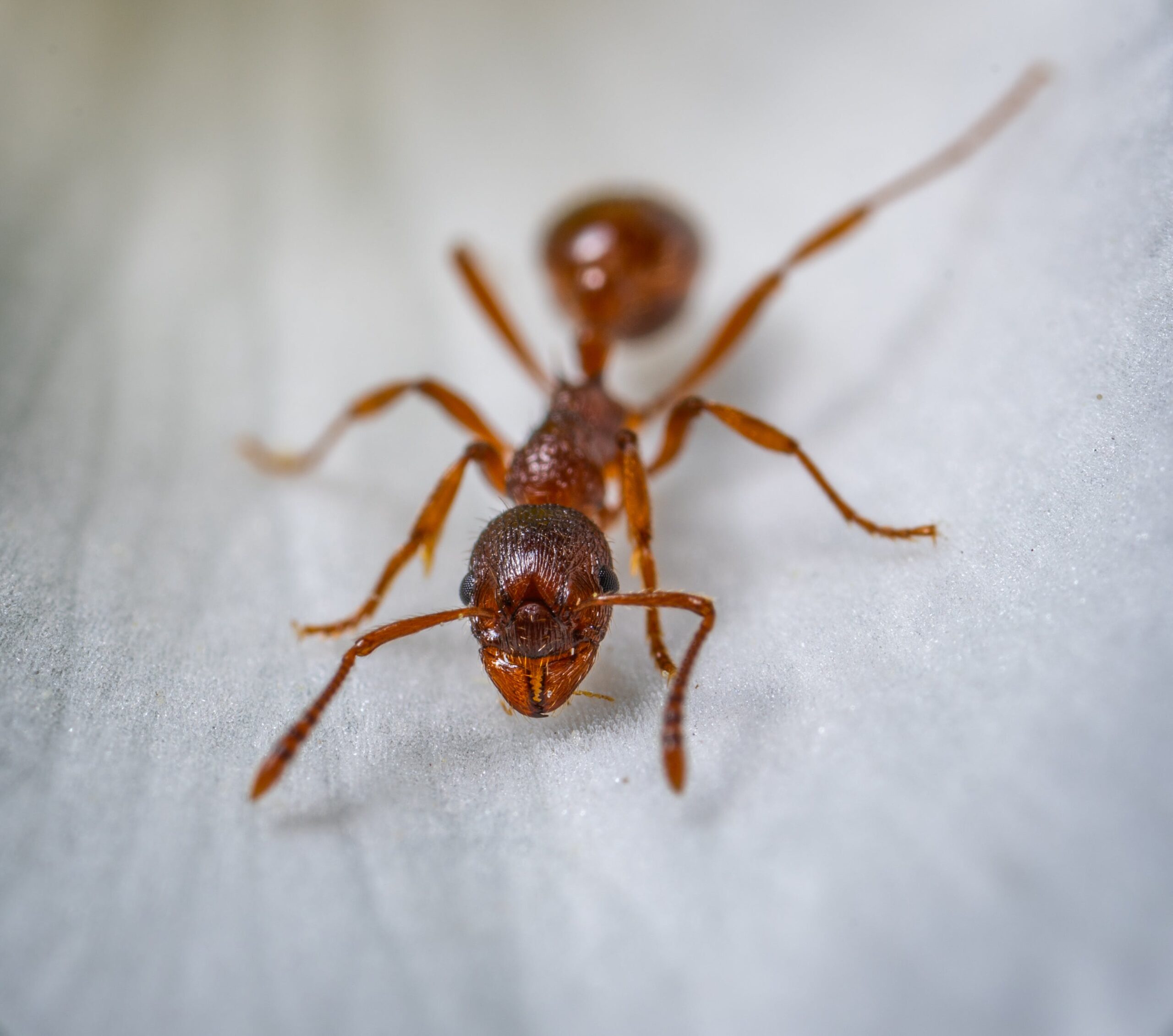 What are the Risks and Health Concerns Comes with Ants In Your Home
