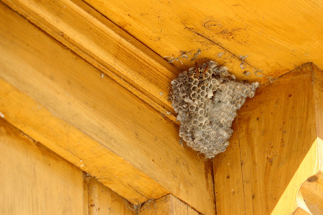 wasp nest pest control