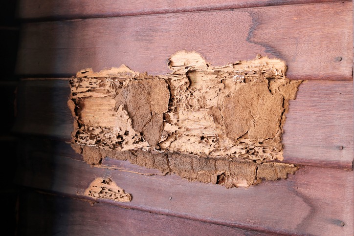 Damaged wooden wall of the house were eaten by termites.