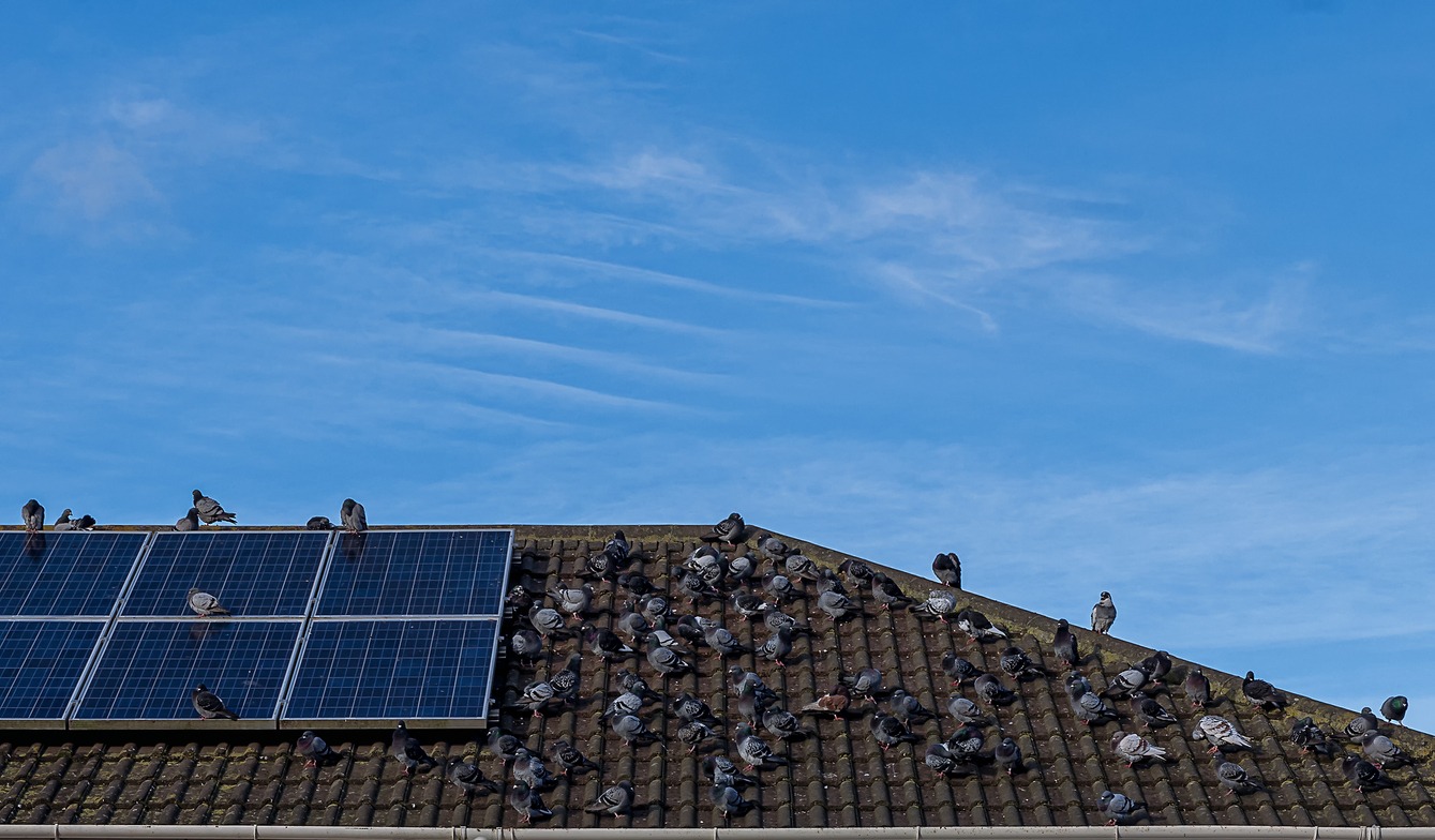 Flock of pigeons on the roof of a house with solar panels