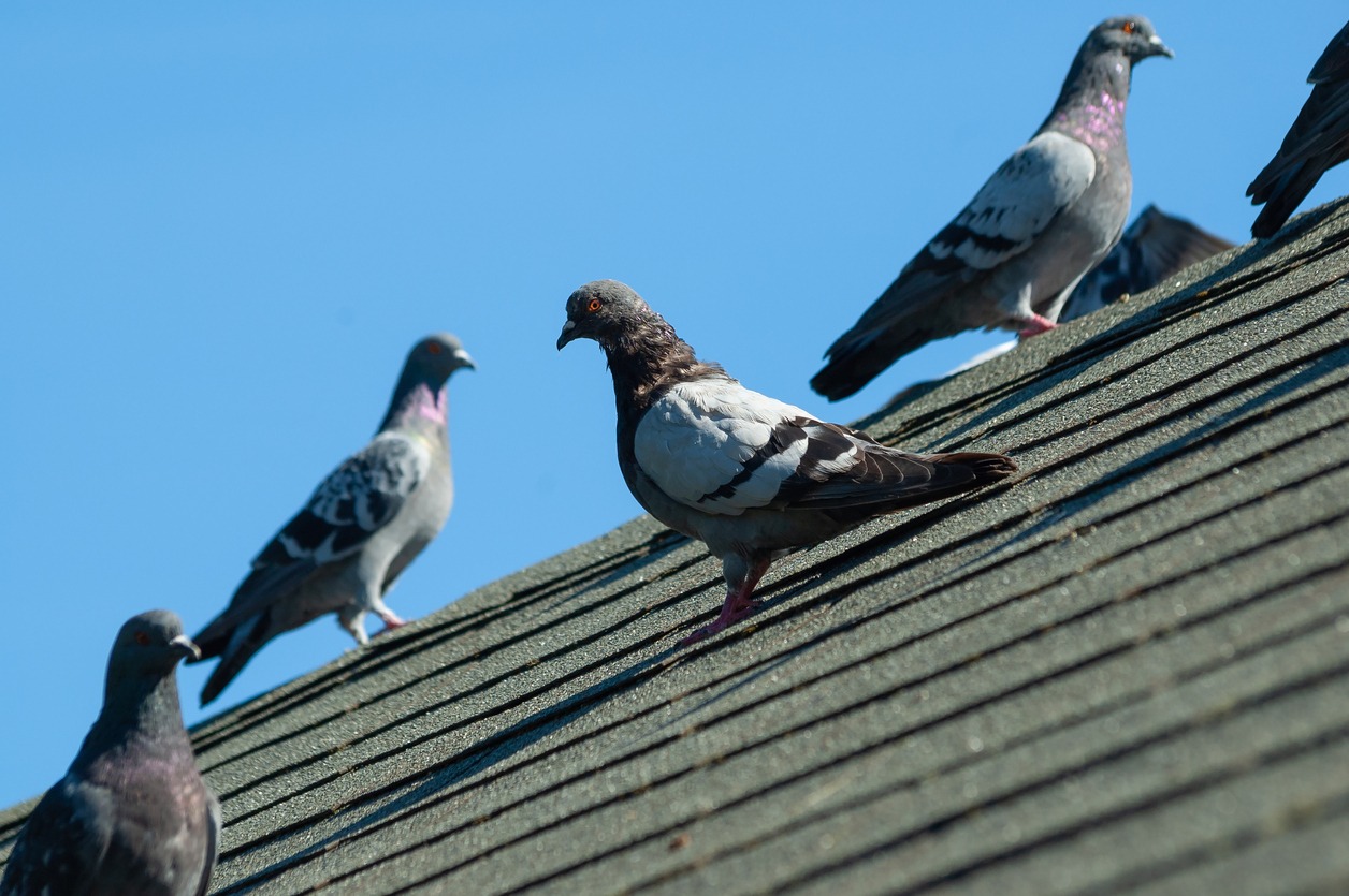 Small flock of grey pigeons sit on roof