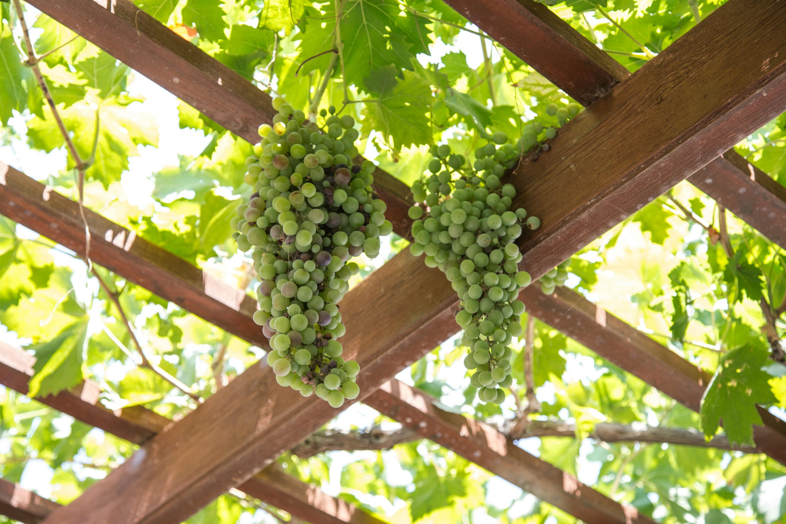 Growing Grape Vines