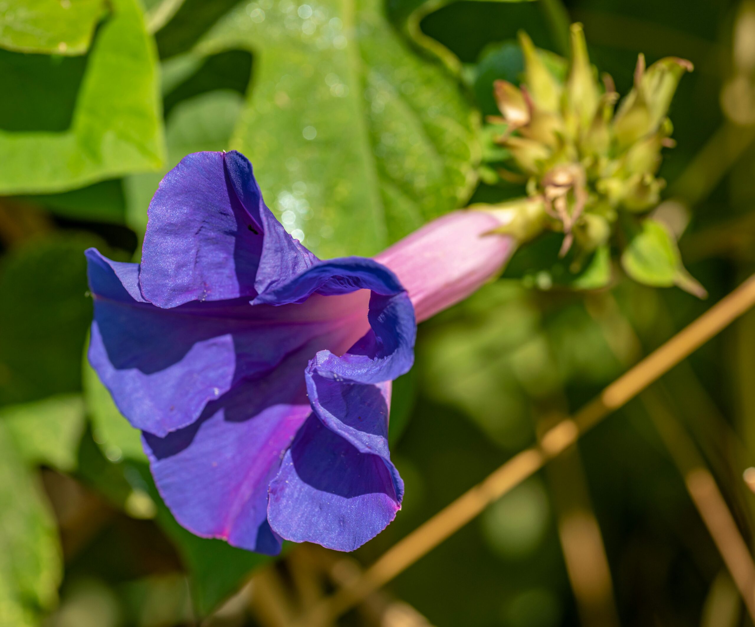 Morning Glory Guide