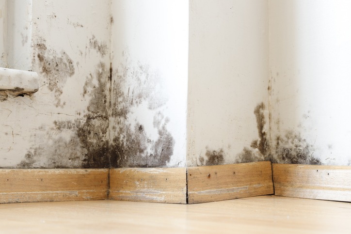 Understanding Mold-Resistant Drywall